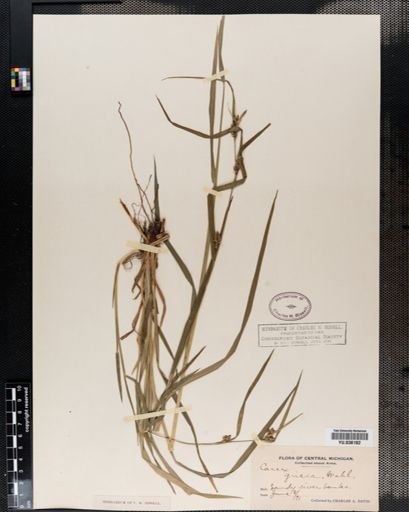 Carex amphibola
