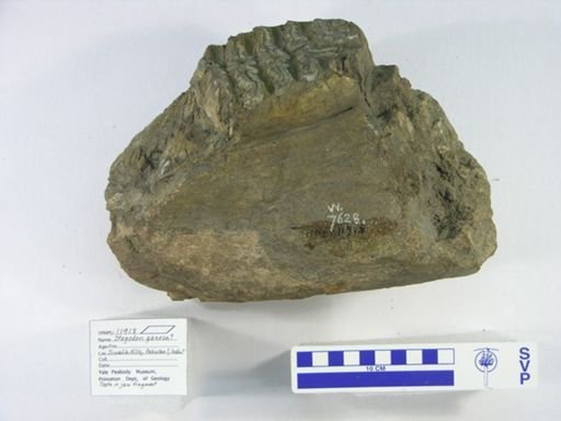Elephas columbi