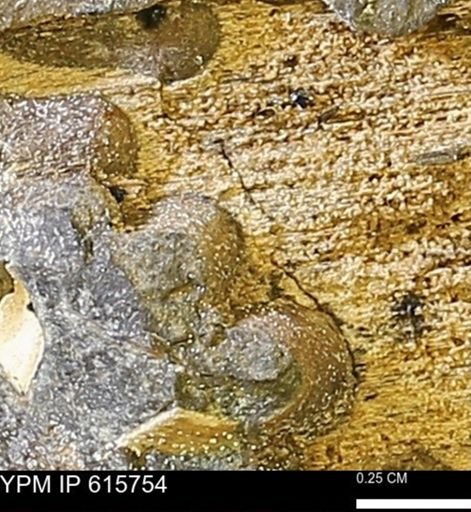 Teredo sp.