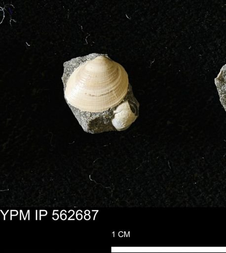 Limopsis striatopunctatus
