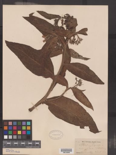 Symphytum officinale