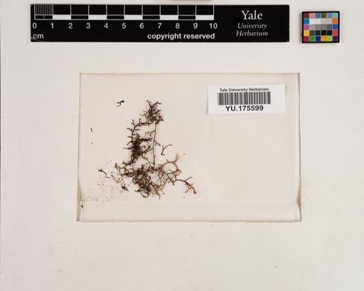 Plantae