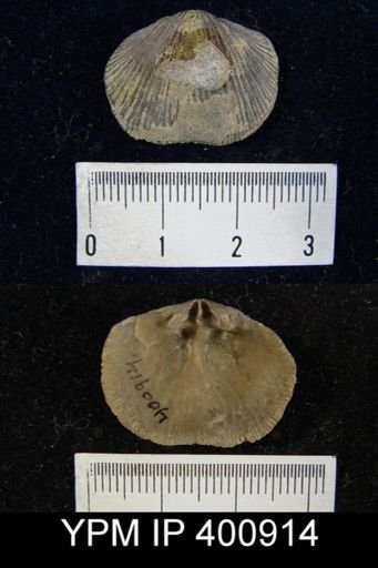Hebertella insculpta