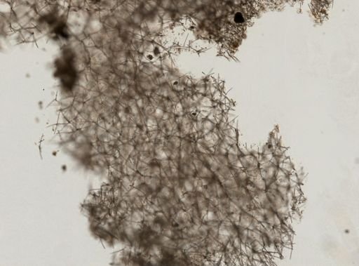 Gelliodes gracilis