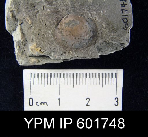 Trematis oblata