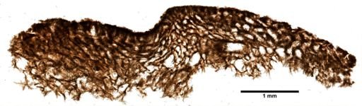 Suberites angulospiculatus