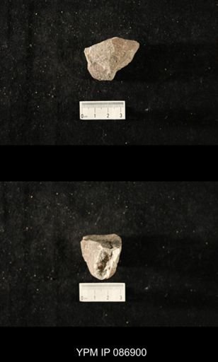 undet. Nautiloidea