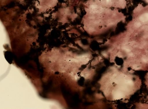 Dysidea cf. fragilis