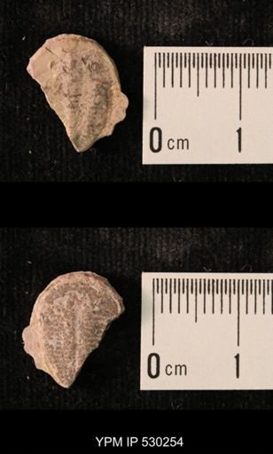 Elrathia kingi