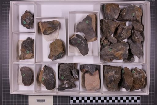 mixed taxa, stratigraphic collection