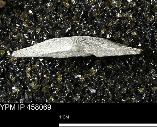 Strophodonta sp.