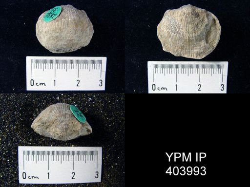 Atrypa sp.