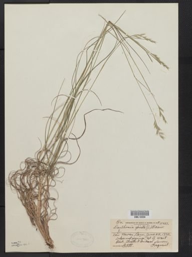 Danthonia spicata
