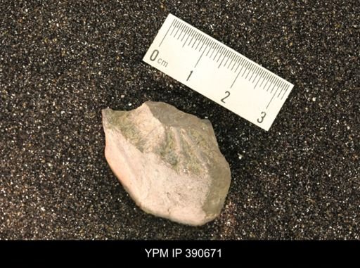 undet. Scaphitidae