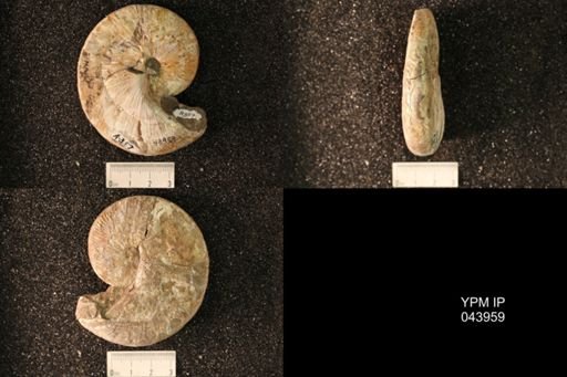 Hoploscaphites nicolletii