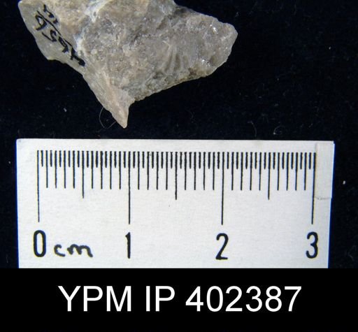 Apheoorthis sp.