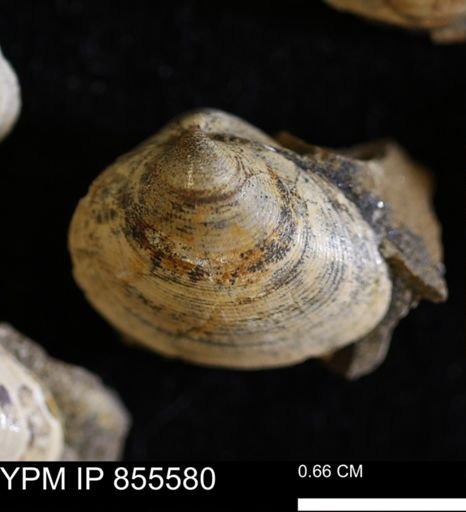 Limopsis striatopunctatus