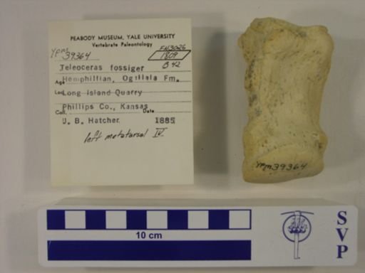 Teleoceras fossiger