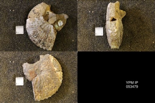 Jeletzkytes nebrascensis