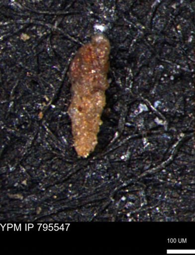Verneuilinoides hectori