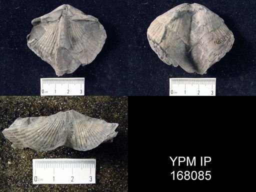 Spinocyrtia granulosa