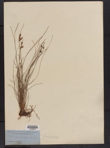 Fimbristylis