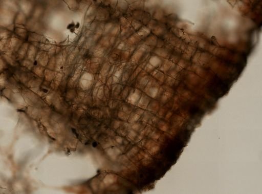 Amphimedon compressa