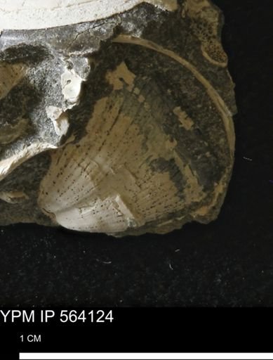 Parallelodon (Cosmetodon) sp.