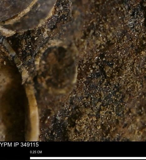 undet. Scaphopoda
