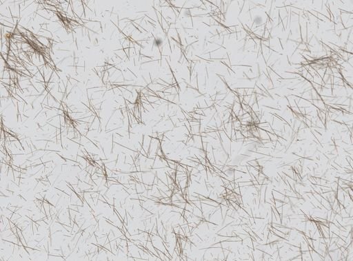 Iotrochota birotulata