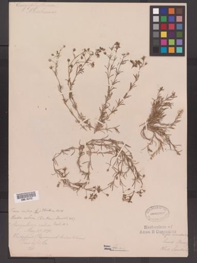 Spergularia rubra
