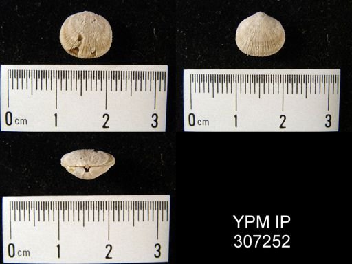 Dalmanella testudinaria?