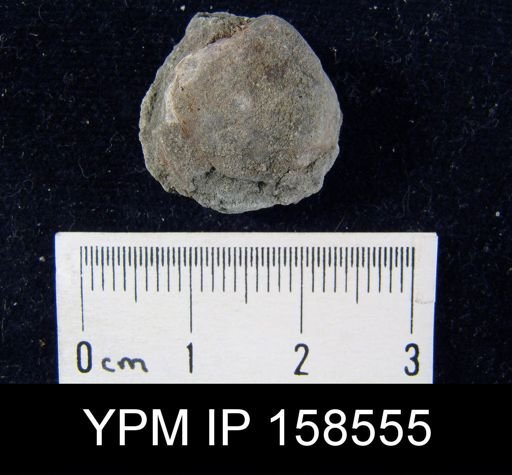 Hindella prinstana