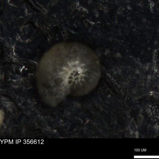 undet. Foraminiferida