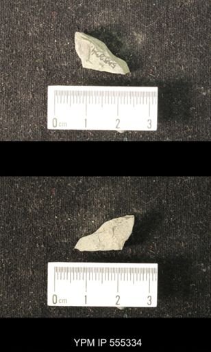 Productus cora