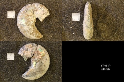 Hoploscaphites comprimus