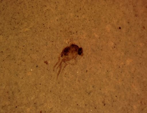 undet. Diptera