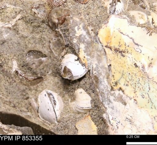 Protocardia sp.