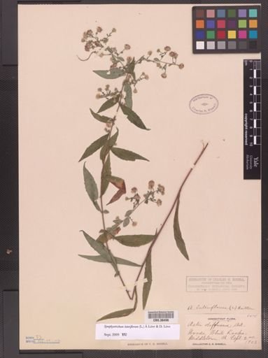 Symphyotrichum lateriflorum