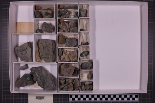 mixed taxa, stratigraphic collection