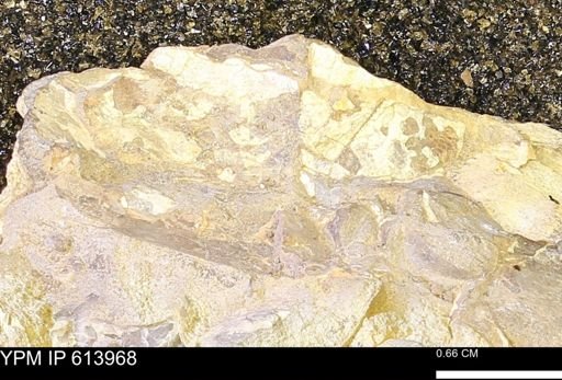 Baculites sp.