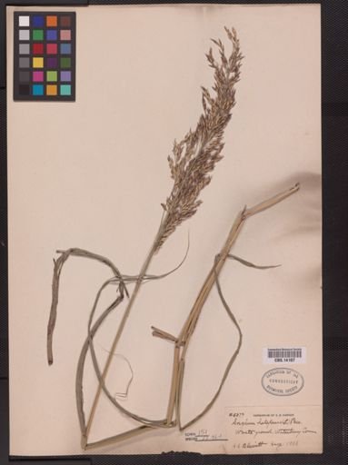 Sorghum halepense