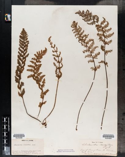 Cheilanthes tomentosa