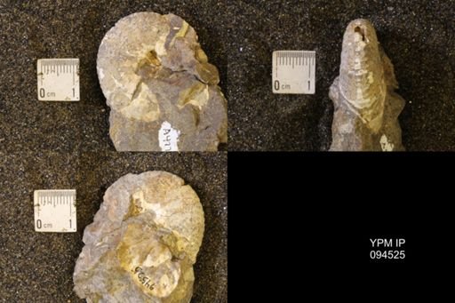 Hoploscaphites birkelundi