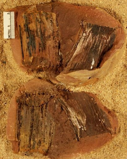 Calamites sp.