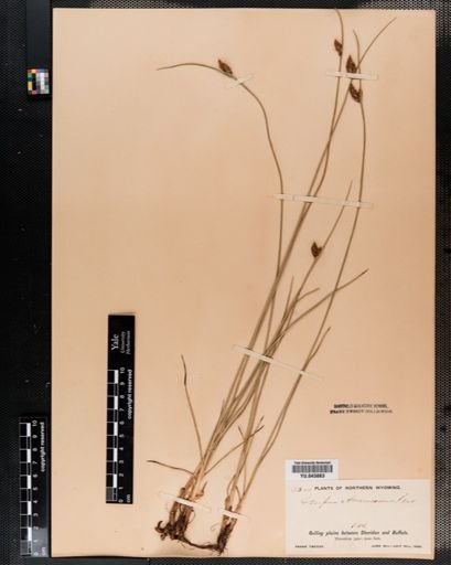 Scirpus americanus