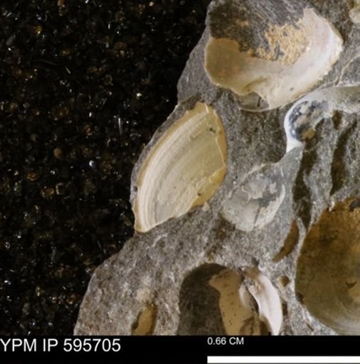 Protocardia sp.