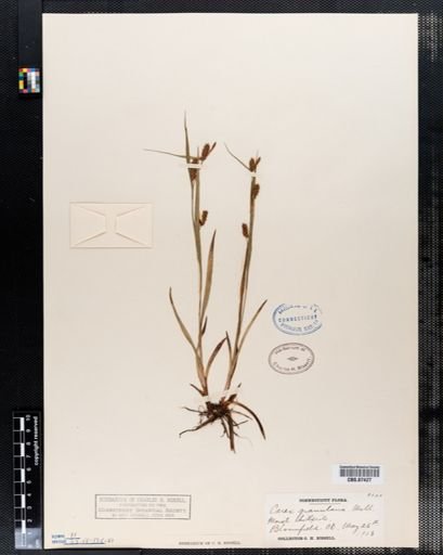Carex granularis