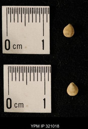 Dielasma elongatum