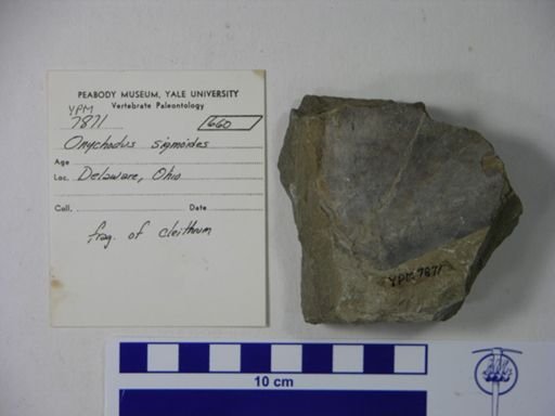 Onychodus sigmoides